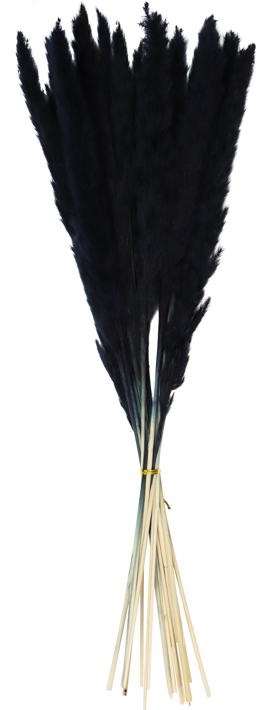 1026 PAMPAGRASS  SCHWARZ  15PZ