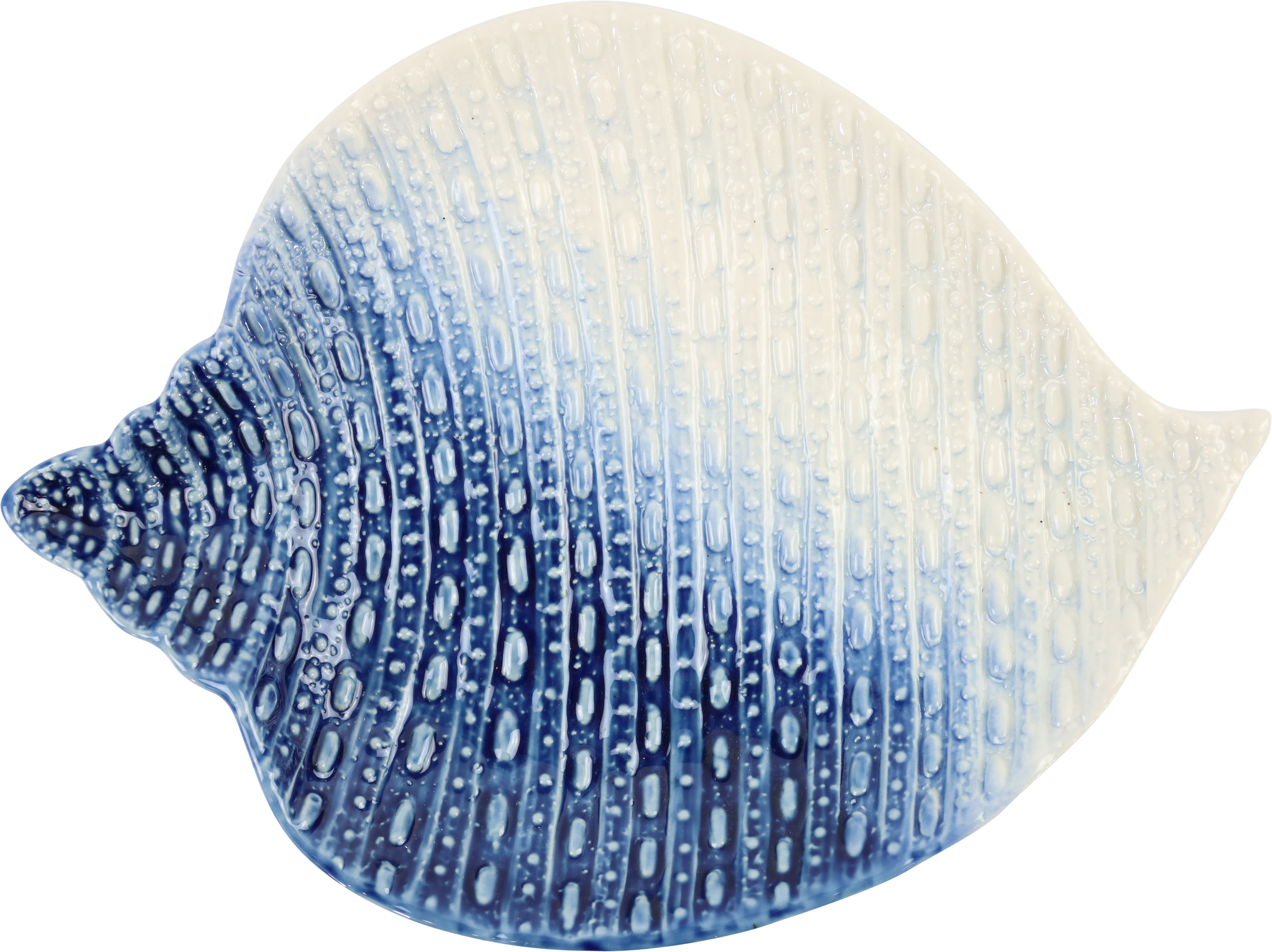 2443 CONCHIGLIA OCEAN