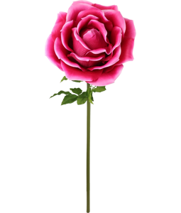 4975 GIANT FLOWER  ROSE