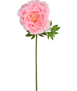 4992 GIANT FLOWER  ROSE