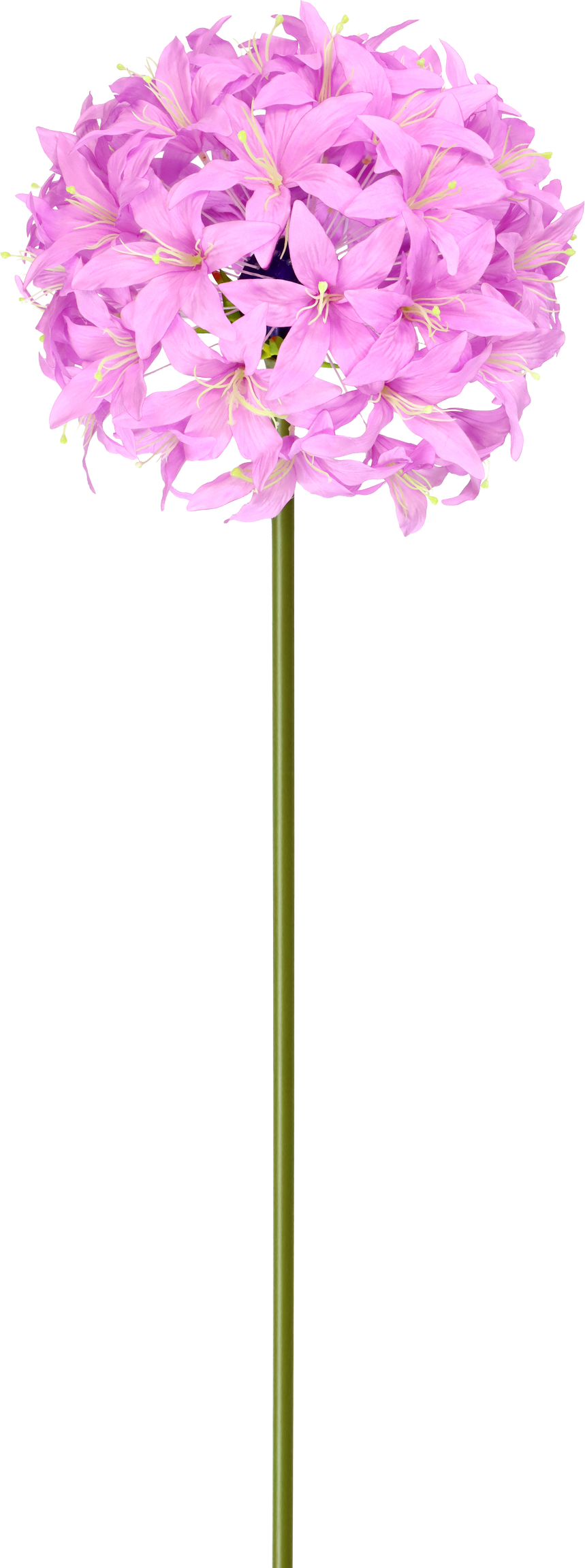 5211 XL-FLOWER LILY