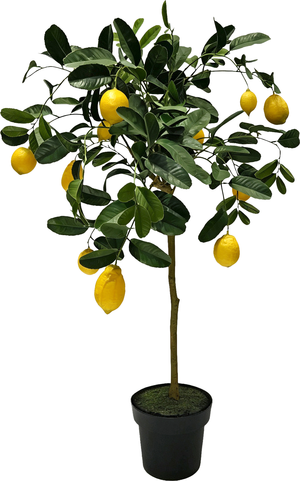 6791 ZITRONENBAUM AMALFI