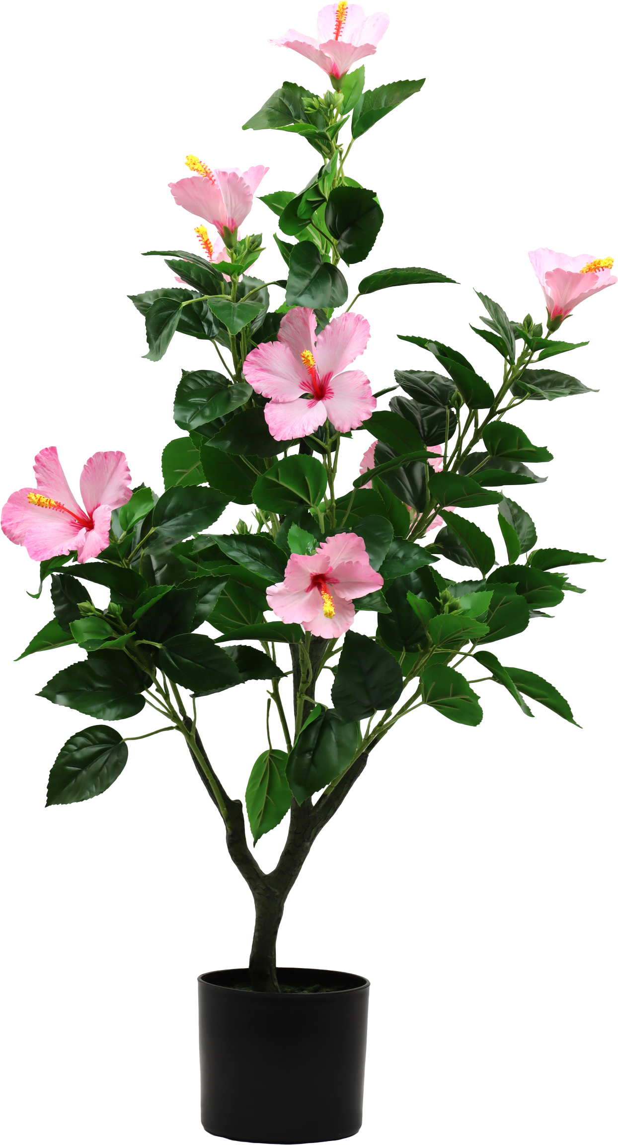 7235 ALBERO  HIBISCUS DREAM