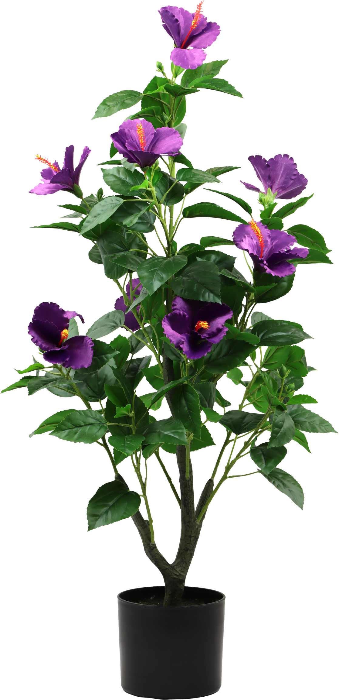 7289 ALBERO  HIBISCUS DREAM