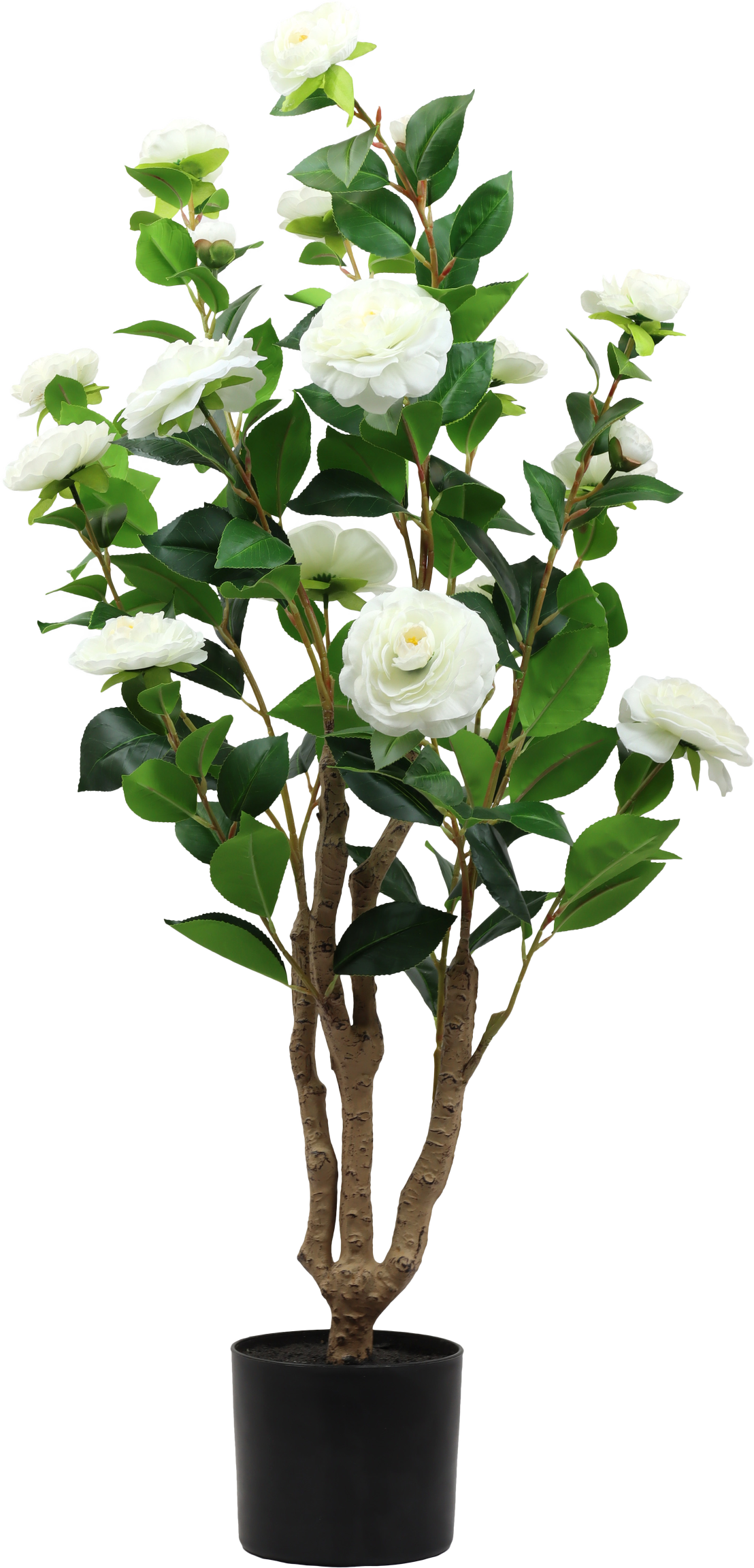 7297 ALBERO  LA ROSA BELLA